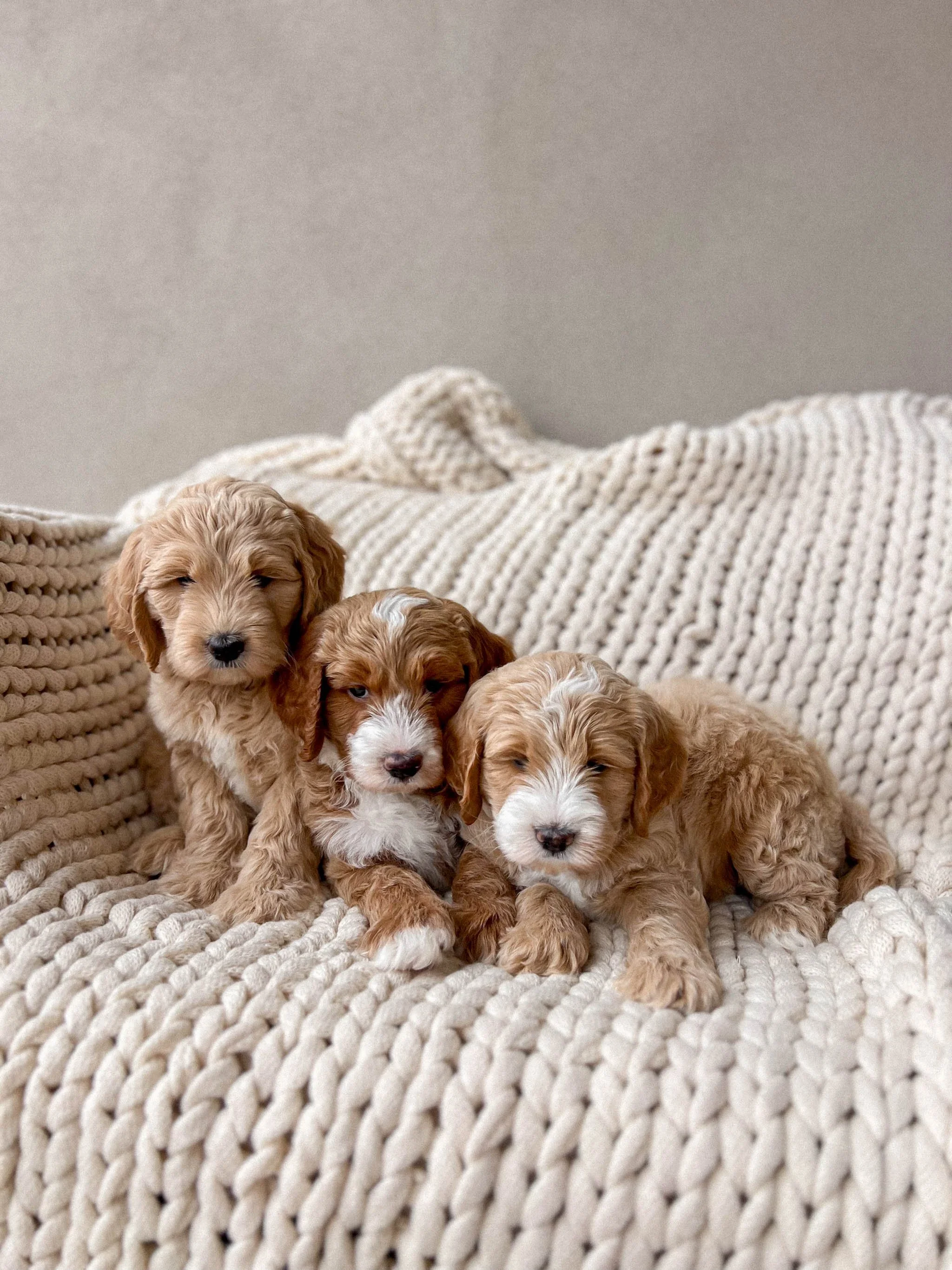 punsinee oc pup from 松園 okay better ref sheet cause the last one was butt #osomatsusan